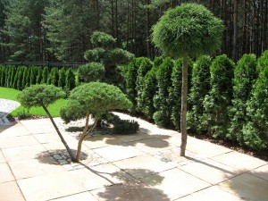 Privataus_sklypo_želdinimas_Vilniuje01_Formuoti_spygliuociai