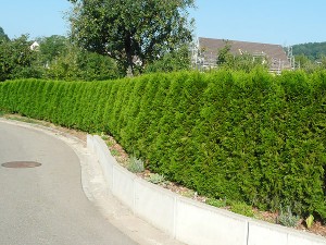 Thuja-occidentalis-Smaragd-4